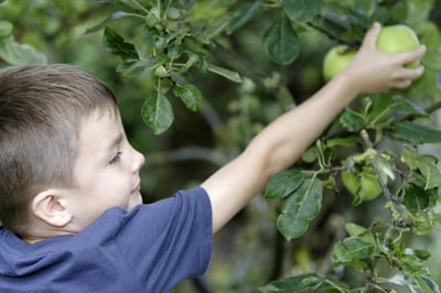 Young boy picking and eating fresh apples from a tree