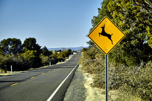 Be aware of deer as you drive down the road.