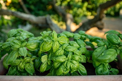 basil plants