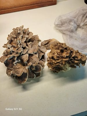 hen of the woods 2