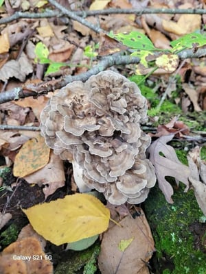hen of the woods