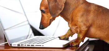 take-your-dog-to-work-day1-e1433924816920-808x378