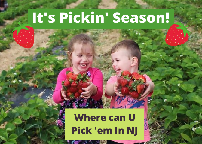 kids picking strawberries