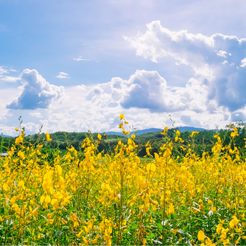 field of flowers