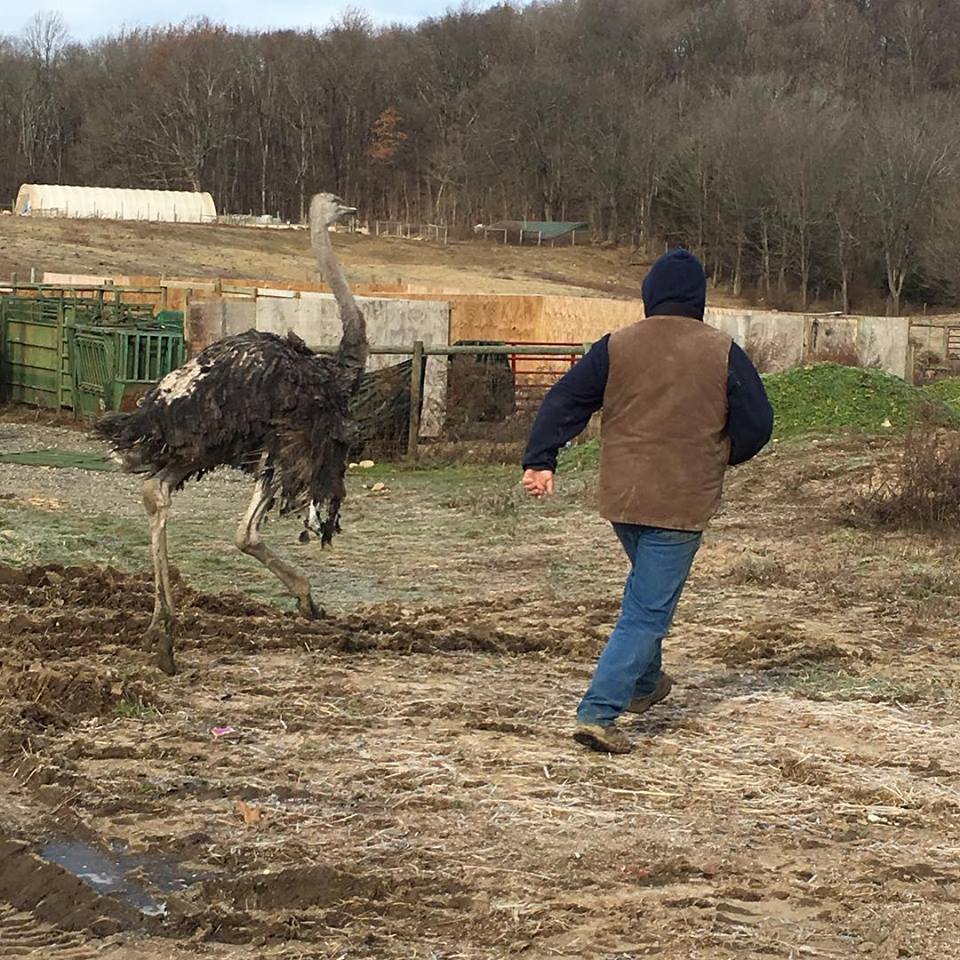 ostrich running