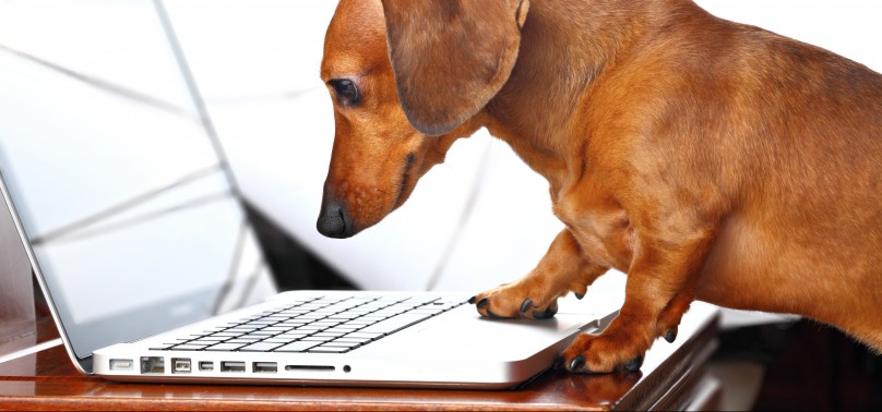 dog on computer